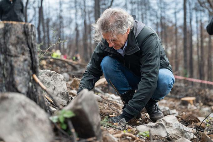 Pri sajenju dreves na Krasu je sodeloval tudi premier Robert Golob. | Foto: STA/Katja Kodba