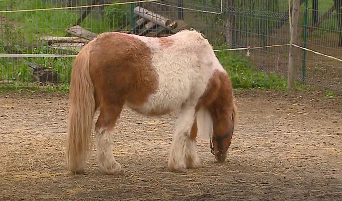  Poni Cene je v rehabilitacijskem centru dva meseca. | Foto: Planet TV