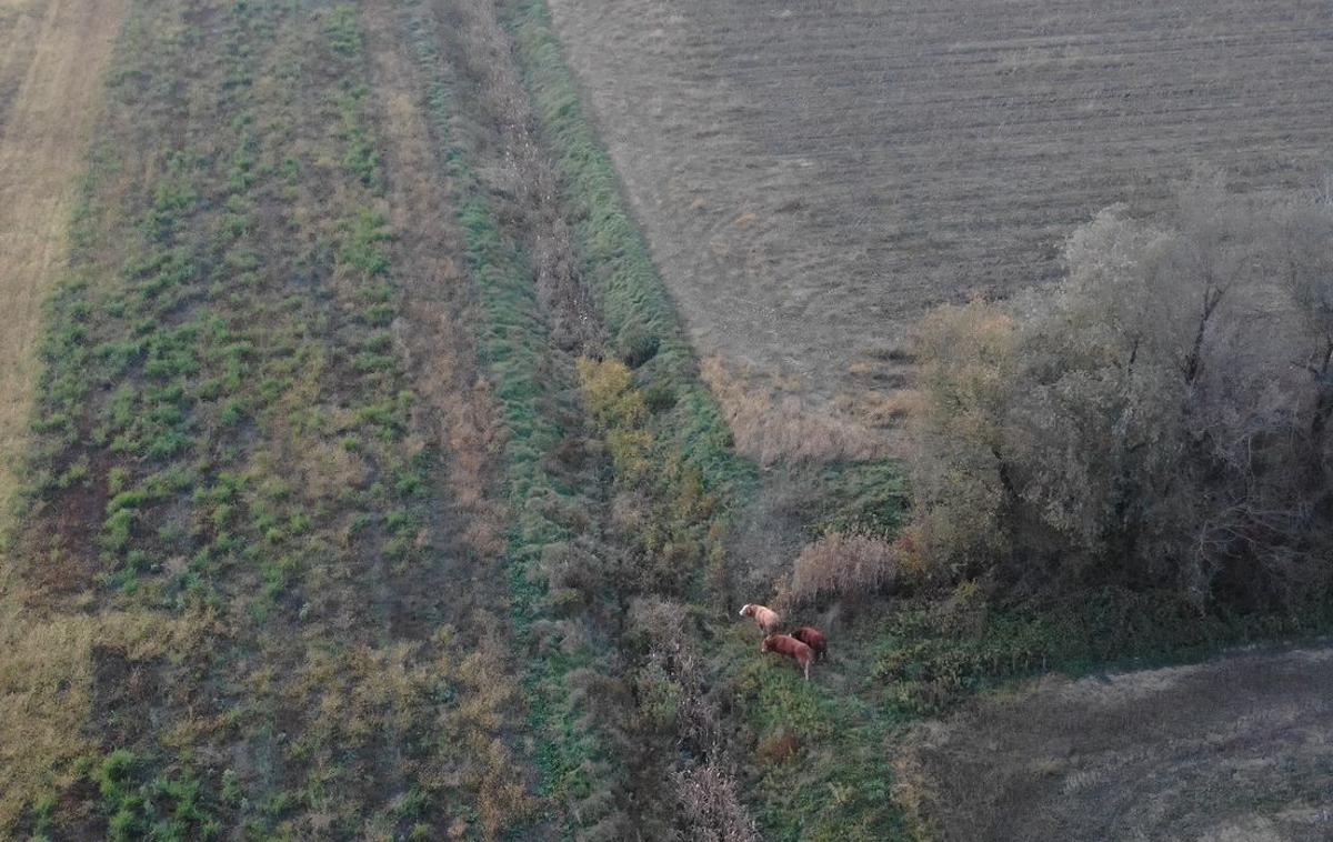 Biki | Droni so pospešili proces iskanja bikov.  | Foto BSKS Hrvatska