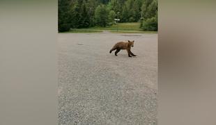 Pozor: na Rakitni v kamero ujel medvedjega mladiča #video