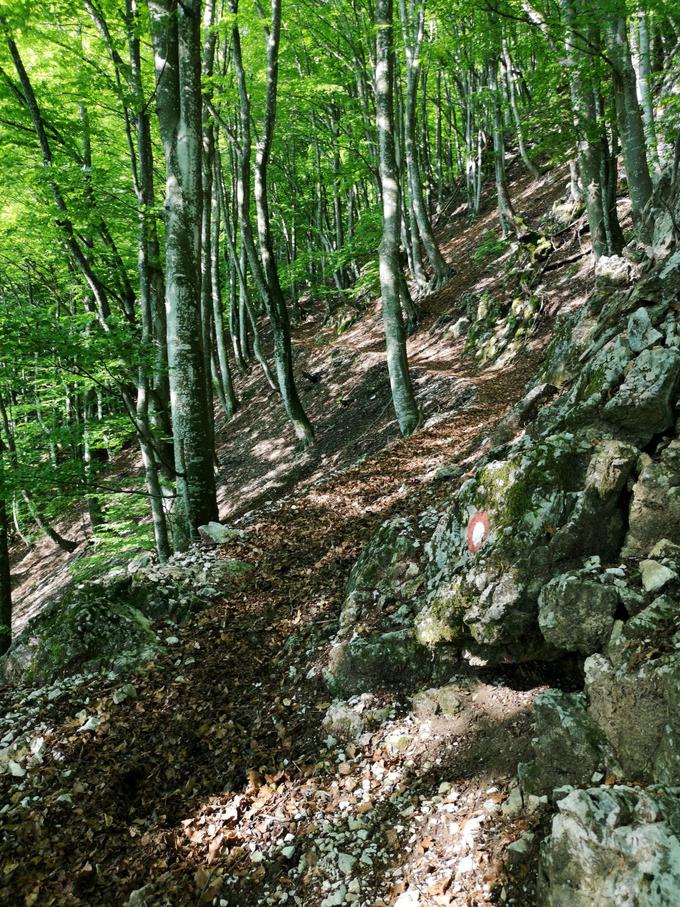 Najprej po gozdni vlaki, nato po pešpoti. Prvi dve uri vzpona iz vasi Svino sta precej strmi. Če bodo kak dan pred vami tu gor gnali živino, je lahko pot tudi blatna in zrita. | Foto: Matej Podgoršek