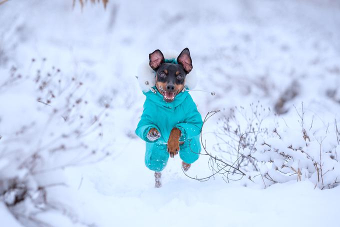 So igrivi in aktivni, zaradi živahne narave pa niso najboljša izbira za ljudi z majhnimi otroki, ki morda ne razumejo, kako nežno ravnati s tako majhnimi psi. | Foto: Shutterstock