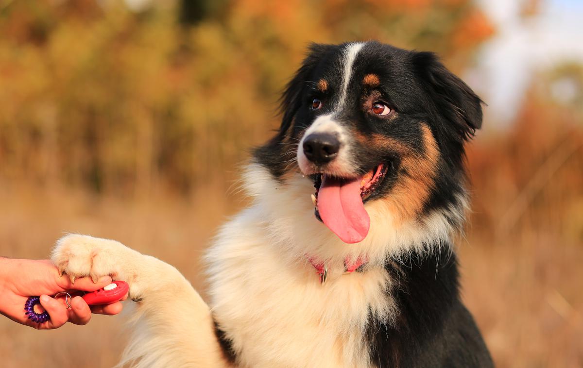 avstralski ovčar | Avstralski ovčarji so zelo inteligentni psi, ki jih je mogoče trenirati. Znani so po delovni vnemi, entuziazmu in zvestobi svojim lastnikom. | Foto Shutterstock