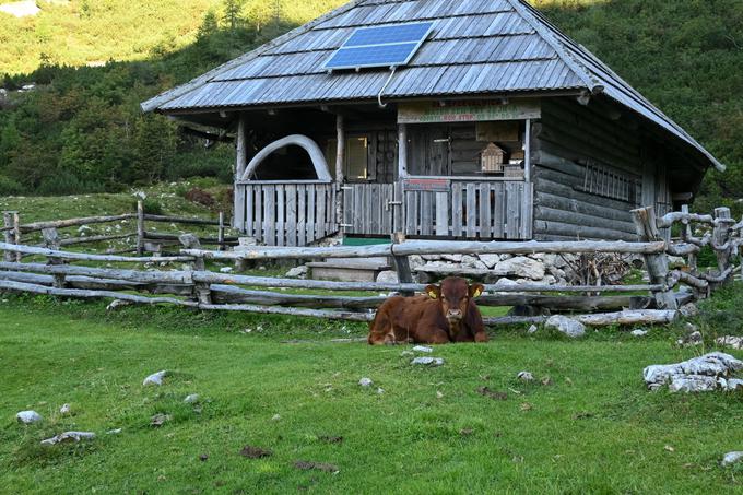 Planina Koren s samopostrežni barom (in varnostnikom!) | Foto: Matej Podgoršek