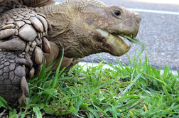 70-kilogramski želvak Bon-chan se sprehaja po ulicah Tokia