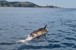 Poginuli delfin v slovenskem morju je bil ustreljen