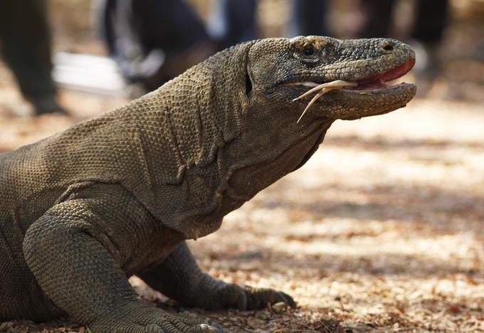 Projekt predstavlja nevarnost za okolje komodoškega varana. | Foto: Reuters