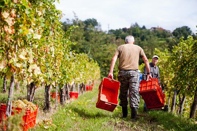 Vinograd | Za ustanovitev pokrajin so se na sredinem kongresu slovenski občin zavzeli predsedniki vseh treh združenj občin. | Foto Getty Images