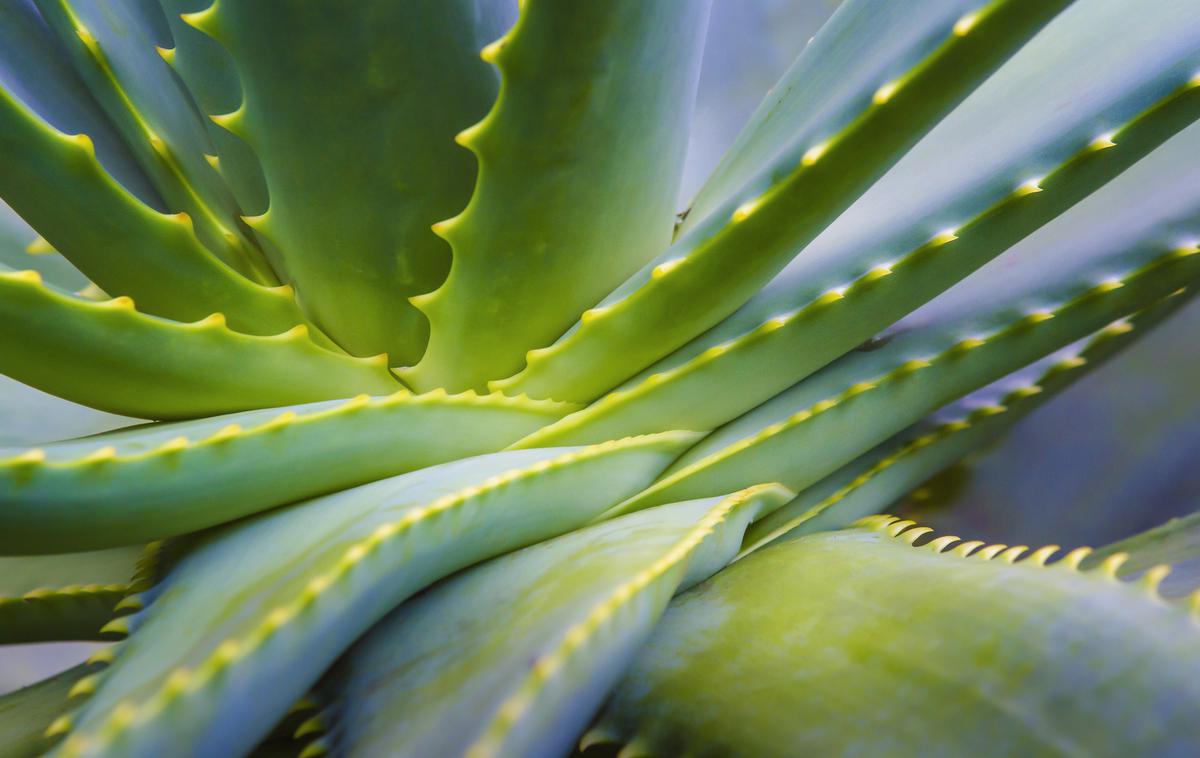 aloe vera | Foto Thinkstock