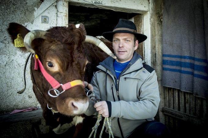 "Za vzrejo cikastega goveda, cik, kot jim rečem, sem se odločil, ker smo visokogorska kmetija in na takšno kmetijo spada cika, ne težka simentalka. Vse imamo v bregu," pravi Miha. | Foto: Ana Kovač