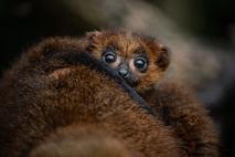 lemur