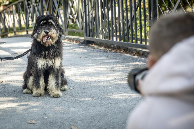 Zelo rad dela s psi. | Foto: Ana Kovač