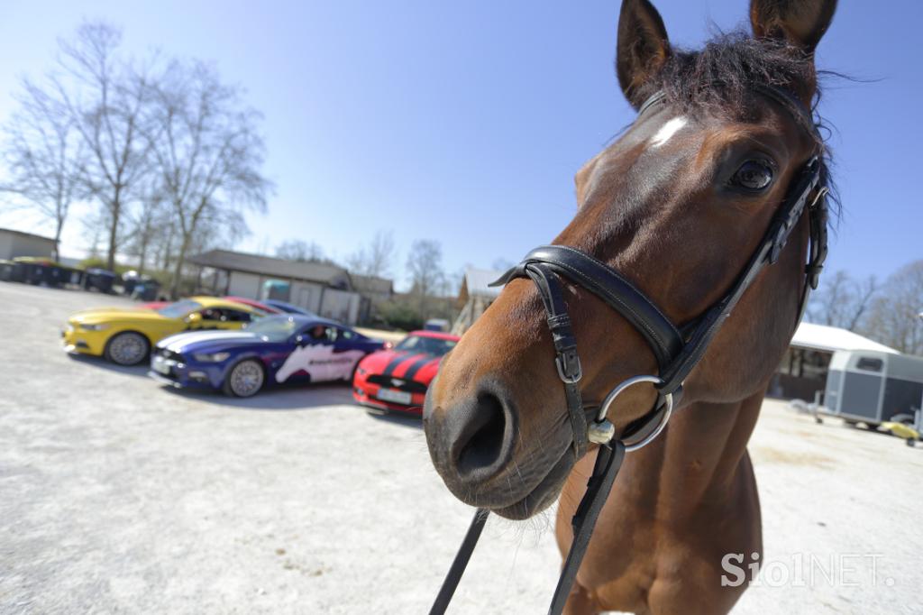 Ford2 dirka pony mustang