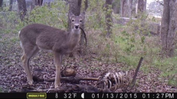 "Srna človeško kost v gobcu drži kot cigaro," so fotografijo, ki je ni nihče posnel še nikoli prej, opisali ameriški forenziki.  | Foto: Univerza ameriške zvezne države Teksas