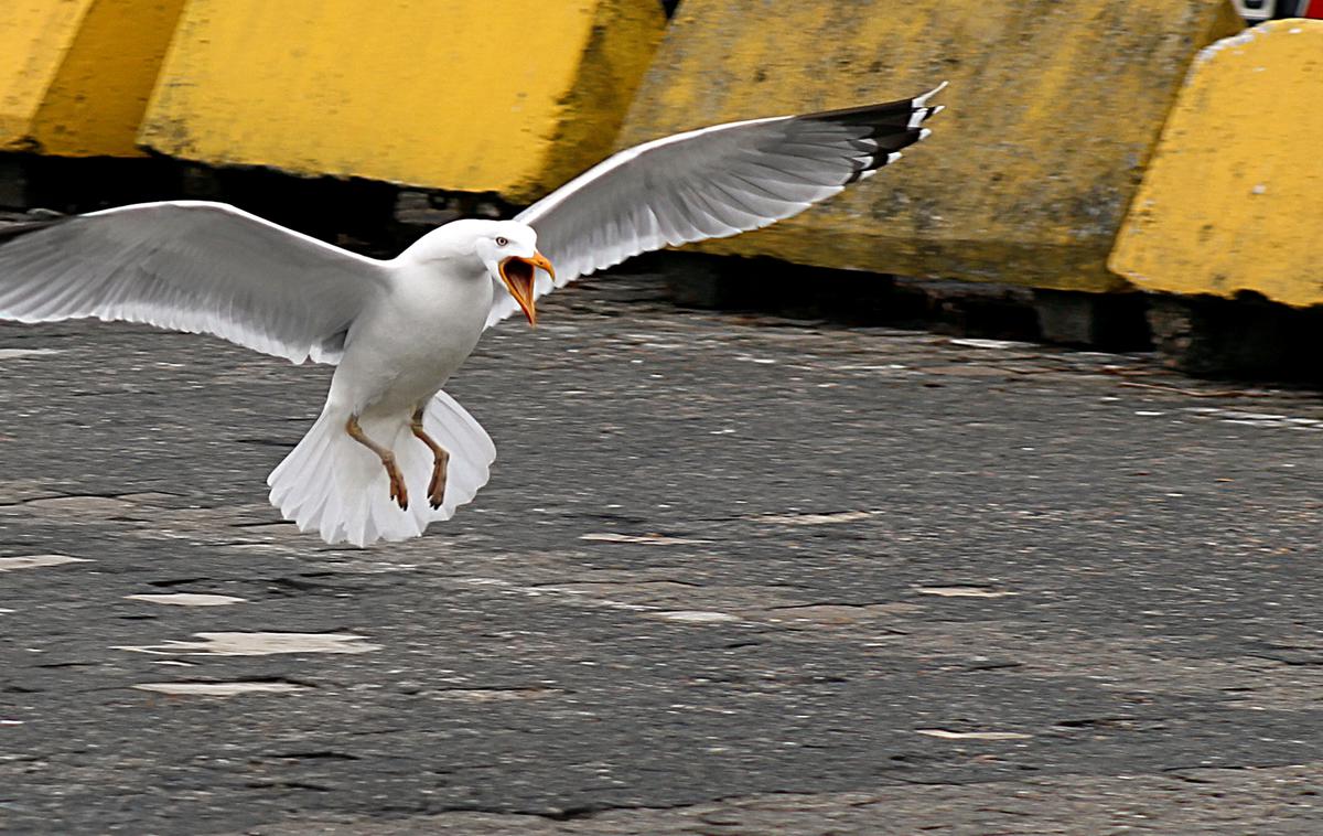 galeb | Mlado žensko so nasilni galebi, verjetno z namenom, da zaščitijo podmladek, napadli sredi noči. | Foto Shutterstock