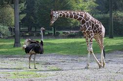 ZOO Ljubljana: Noj napadel obiskovalca, ki je želel pobožati žirafo