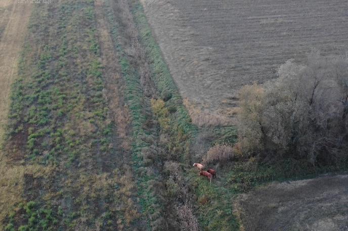 Biki | Droni so pospešili proces iskanja bikov.  | Foto BSKS Hrvatska