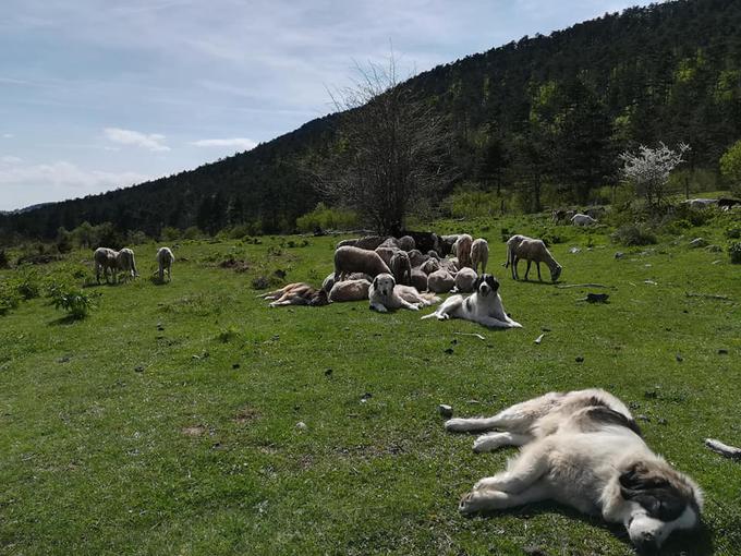 Družinska kmetija Sedmak Aleš tornjak pes psi pastirski | Foto: Družinska kmetija Sedmak