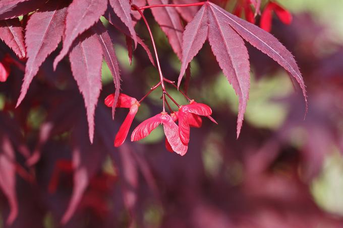 Japonski javor | Foto: Thinkstock