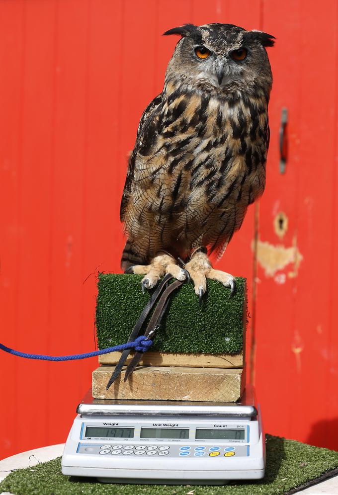 Sova velika uharica | Foto: Reuters