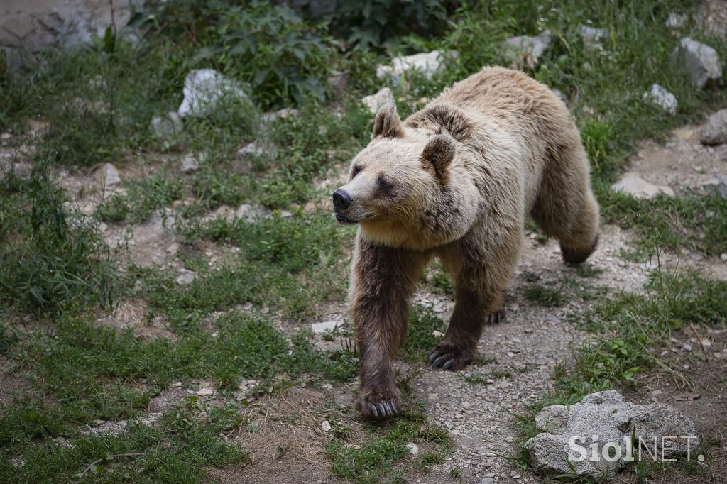 Živali v ljubljanskem živalskem vrtu se hladijo s sladoledom