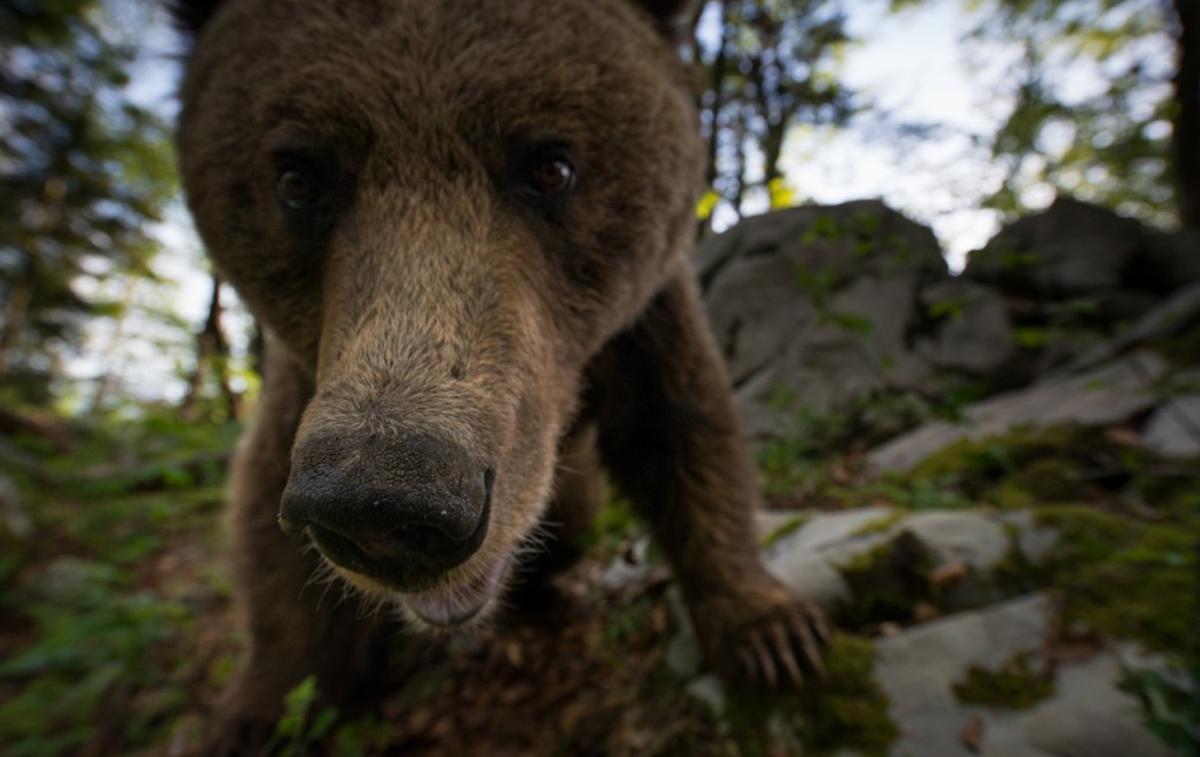 bearphotohide | Foto Slovenianbears.com