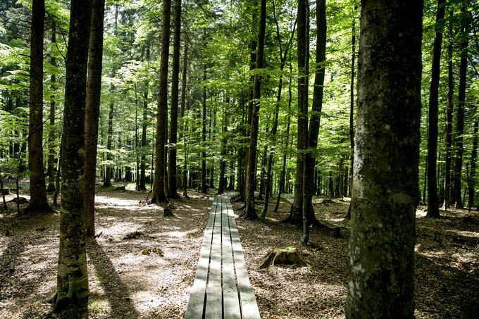 Pohorje | Foto: Ana Kovač