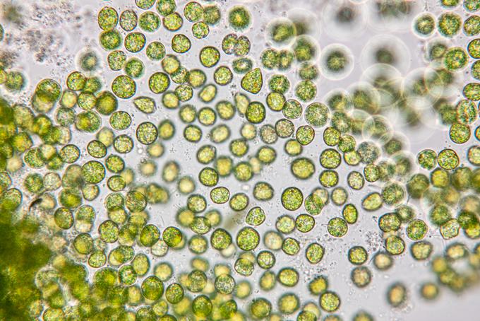 Olje mikroalge (chlorella vulgaris) okrepi dermoepidermalni spoj, ključno območje za mladostnost kože, ki povezuje dermis in epidermis. | Foto: Shutterstock