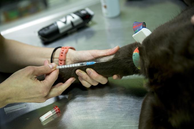 veterinarka Urška Drobnič | Foto: Ana Kovač