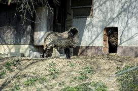 Stanko Valpatič ekološka kmetija vegan veganski izdelki Za naravo Društvo za osvoboditev živali krava veganstvo hrana