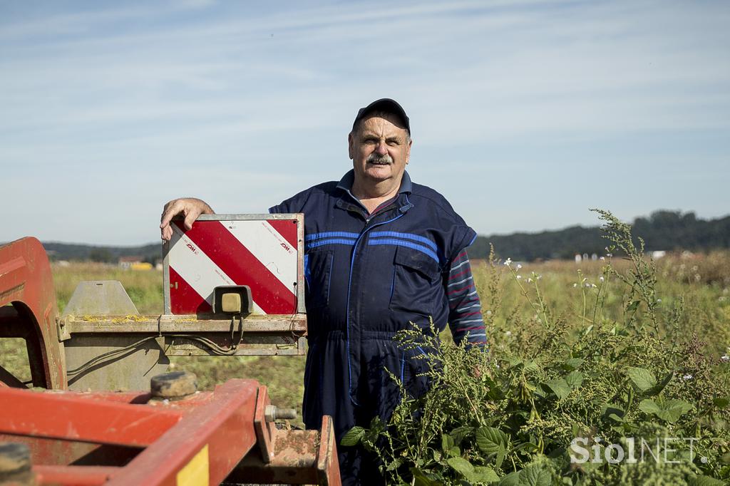 Kmetija majerič Branko Ptuj Ptujski lük čebula ohranitveno kmetijstvo