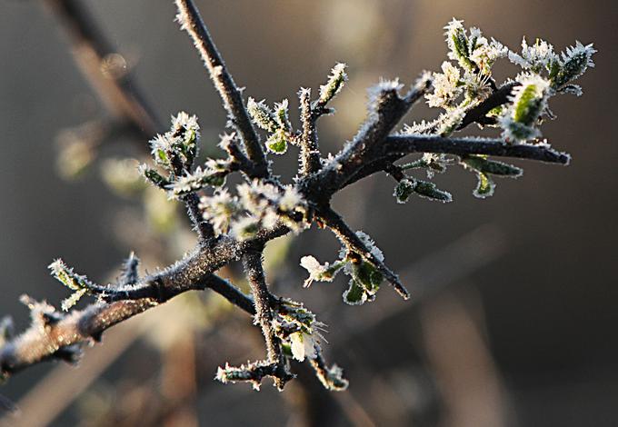 Če sta februar in marec topla, v aprilu sledi ohladitev in možnosti za pozebo je veliko, pojasni meteorolog.  | Foto: STA ,