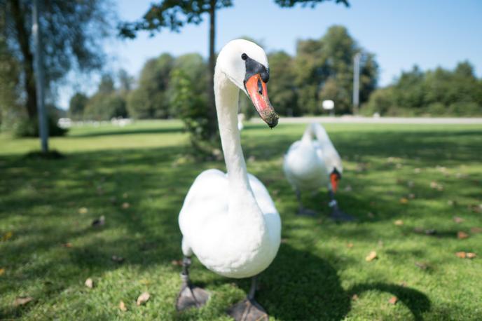 labod, ptičja gripa | Za celotno Slovenijo pa glede na pojavnost bolezni veljajo priporočila za zmanjšanje tveganja prenosa virusa z divjih ptic na perutnino in ptice v ujetništvu. | Foto STA