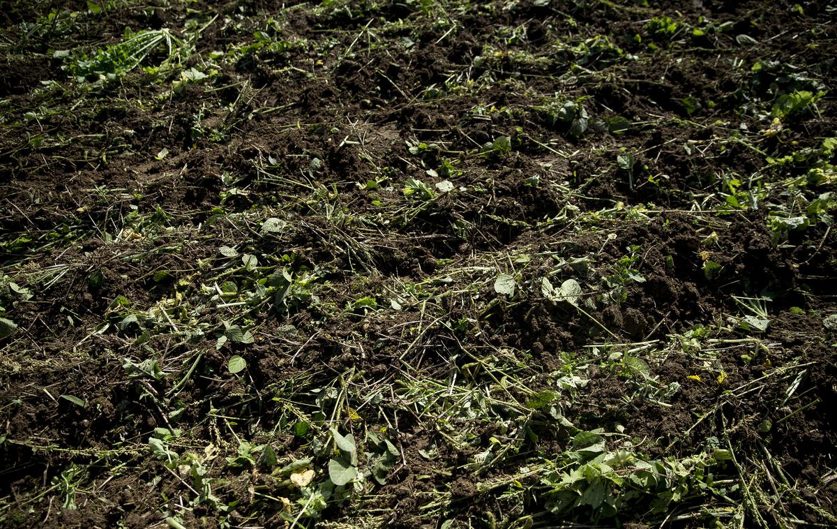 Kmetija majerič Branko Ptuj Ptujski lük čebula ohranitveno kmetijstvo | V večini primerov so prisotnost težkih kovin povezali z gnojenjem tal. | Foto Ana Kovač