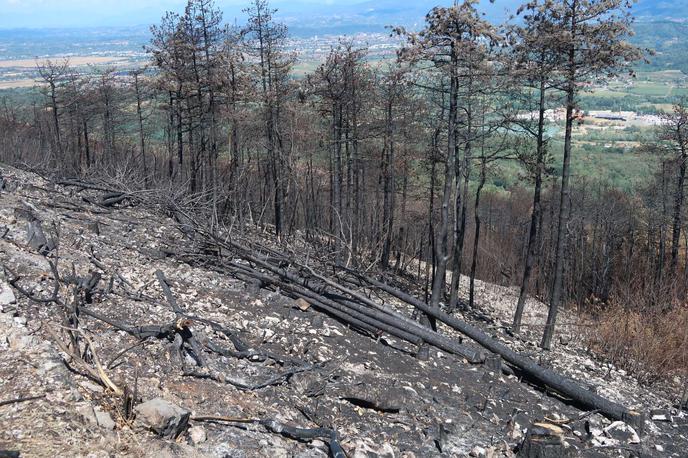 kras | Hitrejša obnova pa bo pripomogla tudi k hitrejšemu vračanju živali na prizadeto območje. Košiček je povedal, da so se velike živali, kot so jelenjad in divji prašiči, že vrnile. | Foto STA