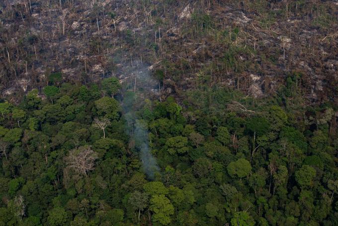 amazonski pragozd | Foto: Getty Images