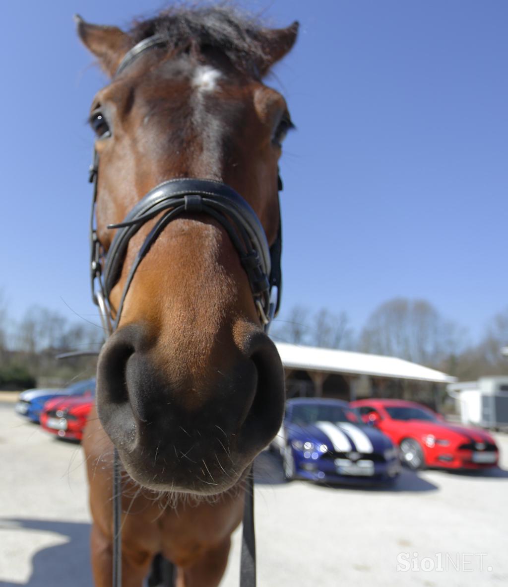 Ford2 dirka pony mustang