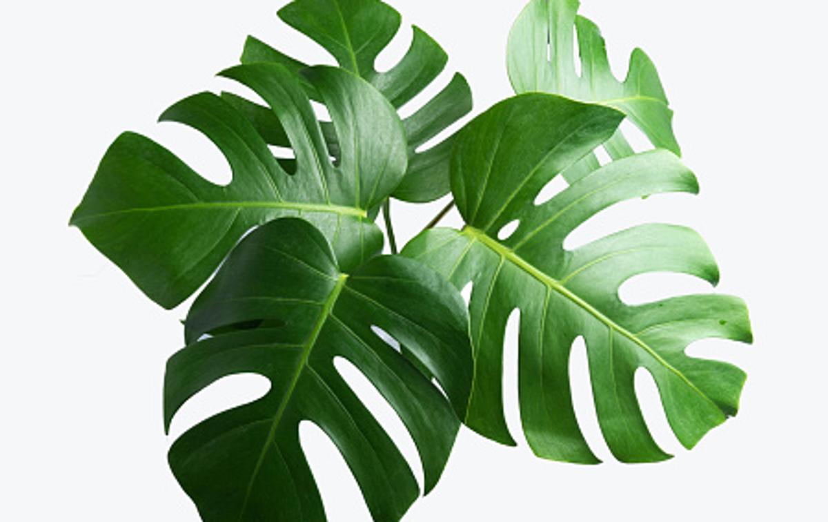 monstera | Foto Thinkstock