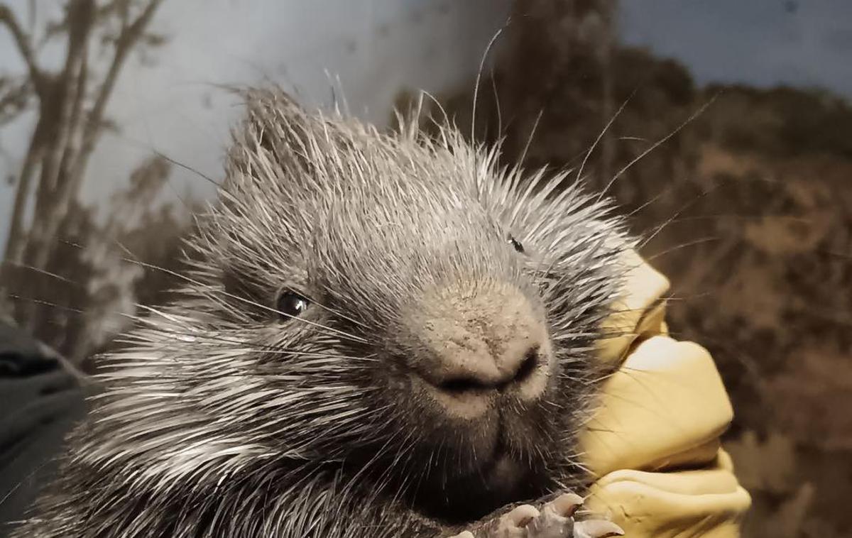 indijski ježevec | Novi mladiček je že zelo aktiven, so zapisali. | Foto ZOO Ljubljana