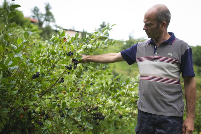 Aronijo bodo lahko obrali in stisnili že čez dober teden. | Foto: Bojan Puhek