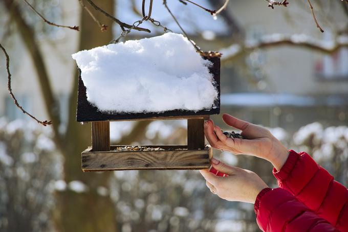 hranjenje ptic | Foto: Getty Images