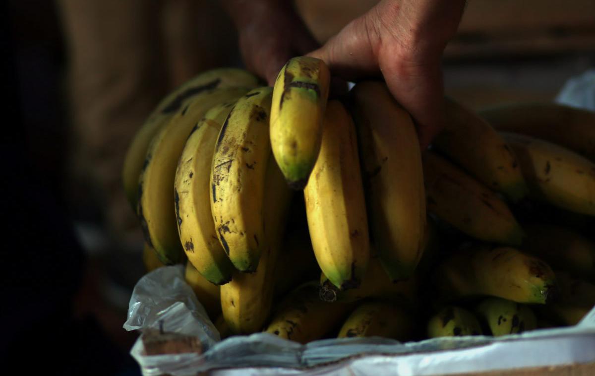 Banane | Stroka že nekaj časa opozarja, da bo svetovni trg banan v velikih težavah, če se trenutno najnevarnejša mutacija panamske bolezni prebije do latinske Amerike. Najhujši strahovi gojiteljev banan so se zdaj uresničili. | Foto Reuters