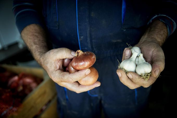 Kmetija majerič Branko Ptuj Ptujski lük čebula ohranitveno kmetijstvo | Foto: Ana Kovač