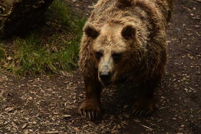 Dva tornjaka se brez težav soočita tudi z medvedom in ga preženeta. | Foto: STA ,