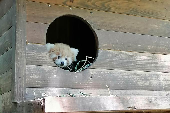 Občutljivost vrste in neizkušenost para mačjih pand sta tudi razloga, da mladiča veterinar še ni obiskal, zato tudi spol zaenkrat še ni znan. Zaradi značilne ljubezni, ki jo mačje pande gojijo do bambusa, so mladiča poimenovali Bambu – ime, ki bo ustrezalo obema spoloma. | Foto: Jana Štiftar