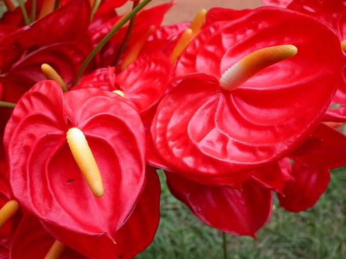 Anthurium | Foto: Thomas Hilmes/Wikimedia Commons