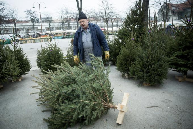 Pri nakupu smreke je treba biti pozoren na to, da ta vsebuje dovolj vlage. | Foto: Ana Kovač