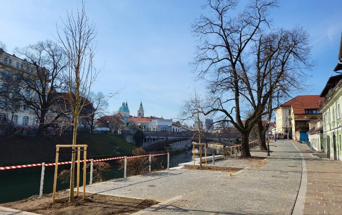 Petkovškovo nabrežje | Na tem območju trenutno stoji deset lip (sedem starih in tri mlade), zasadili pa bodo dvajset novih nadstandardno velikih dreves velikolistnih lip. | Foto MOL