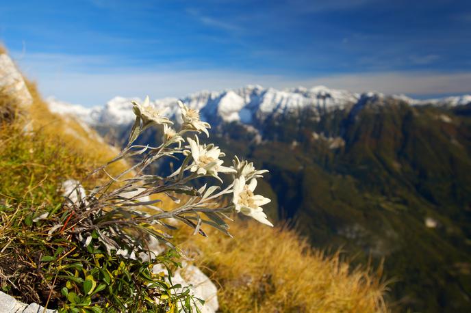 Planika, Slovenija | Foto Tomo Jeseničnik (www.slovenia.info)