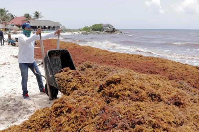 sargaška alga | Mesečno na plaže Srednje Amerike naplavi kar štiri milijone ton rjave sargaške alge (Sargassum). Fotografija je s plaže pri mehiškem kraju Tulum. | Foto Reuters